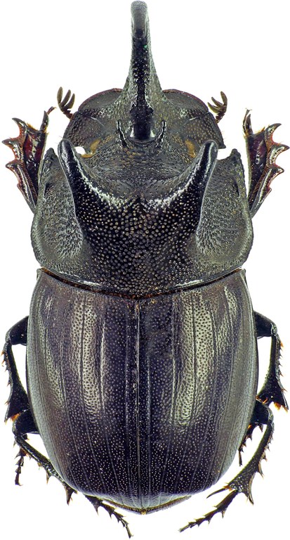 Copris megaceratoides 27644cz55.jpg Copris megaceratoides 27644cz55.jpg