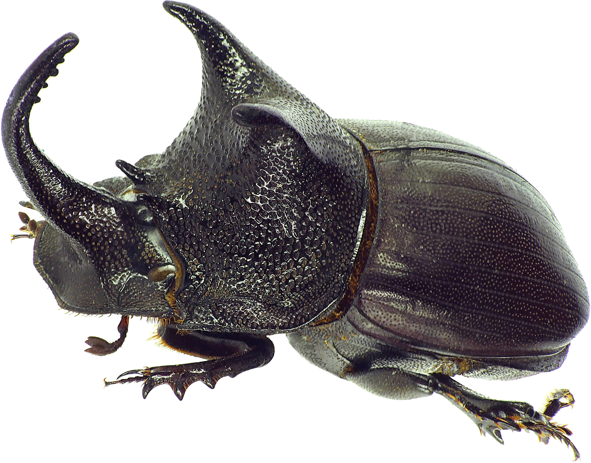 Copris megaceratoides 27656cz68.jpg