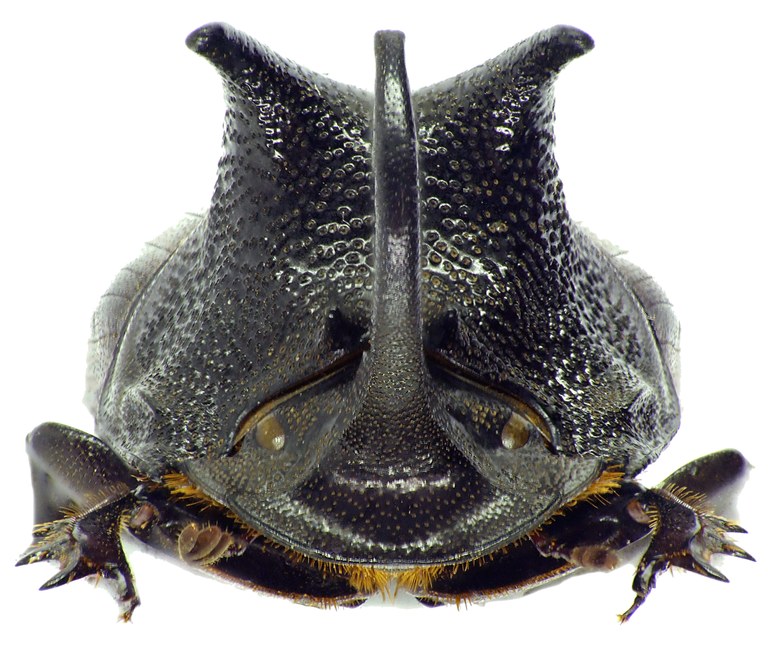 Copris megaceratoides 27669cz81.jpg Copris megaceratoides 27669cz81.jpg