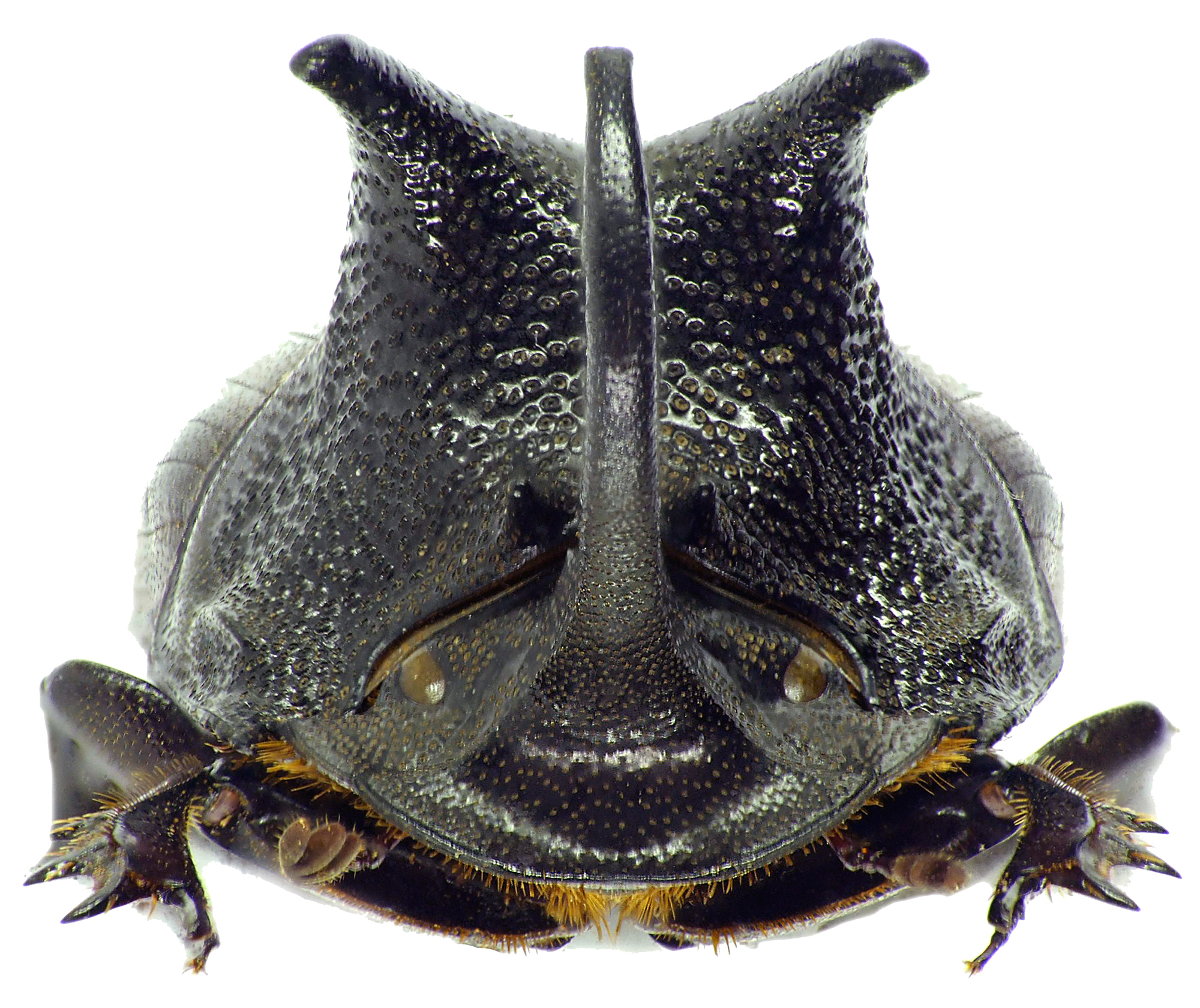 Copris megaceratoides 27669cz81.jpg