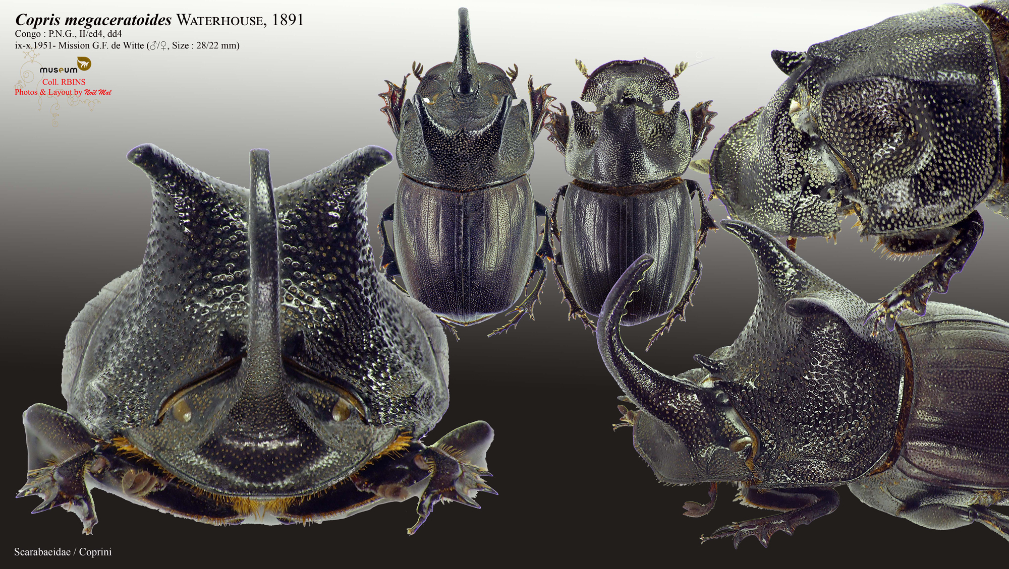 Copris megaceratoides.jpg