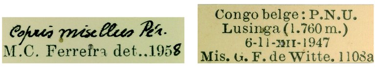 Copris misellus M Labels.jpg Copris misellus M Labels.jpg