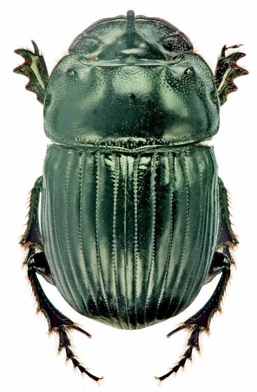 Copris misellus M D.jpg Copris misellus M D.jpg