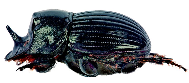 Copris misellus M L.jpg Copris misellus M L.jpg