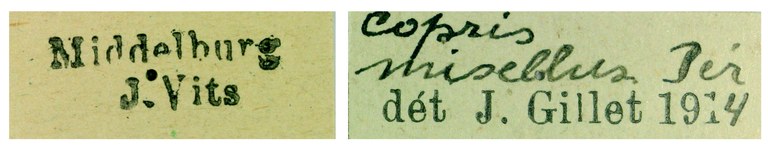 Copris misellus F Labels.jpg