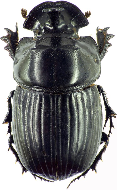 Copris moffartsi 27712cz17.jpg Copris moffartsi 27712cz17.jpg