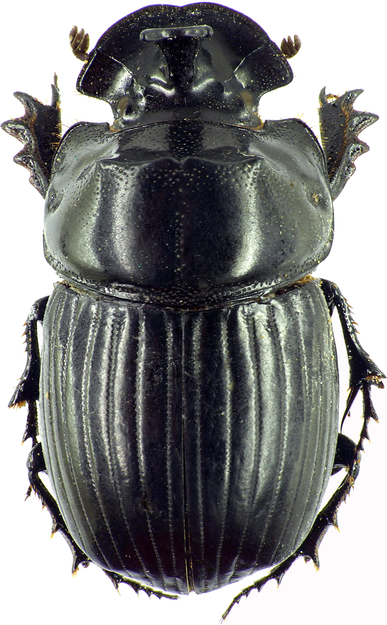 Copris moffartsi 27712cz17.jpg