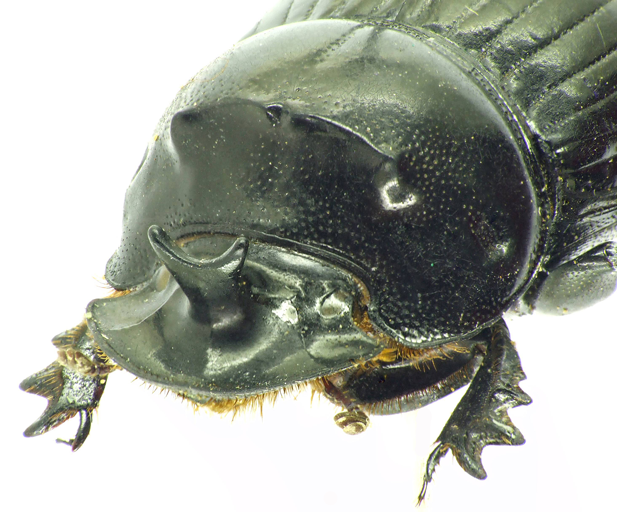 Copris moffartsi 27718cz26.jpg