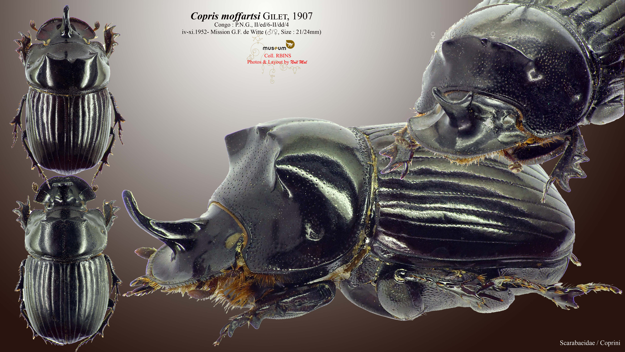 Copris moffartsi.jpg