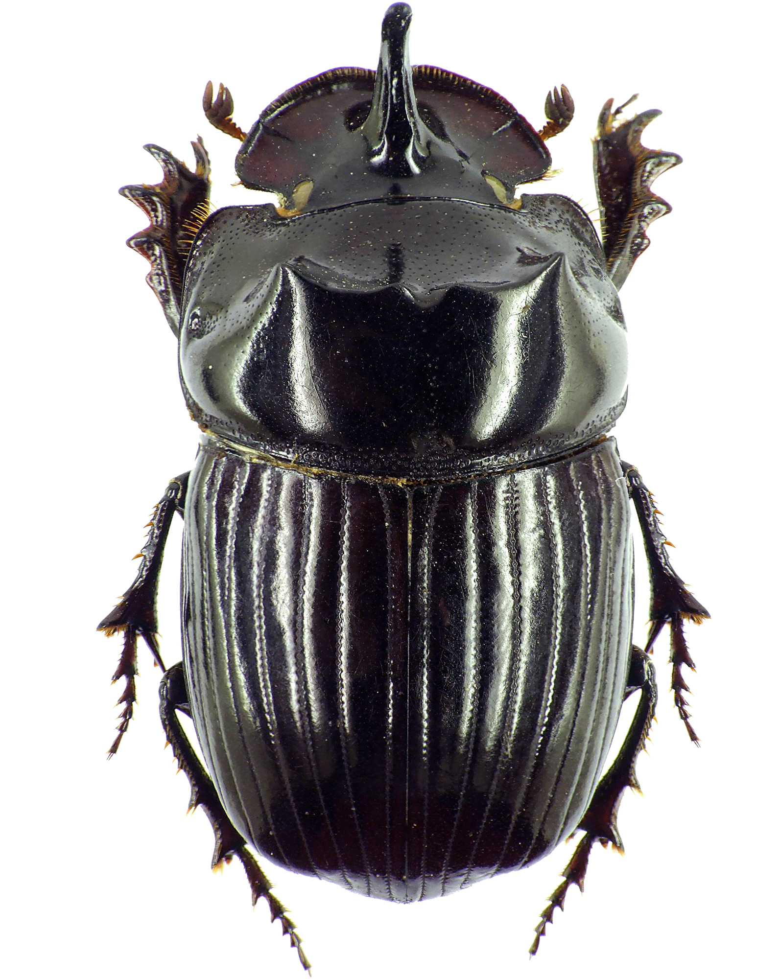 Copris moffartsi 27699cz03.jpg