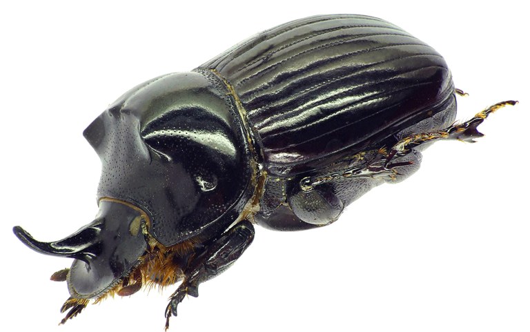 Copris moffartsi 27704cz11.jpg Copris moffartsi 27704cz11.jpg