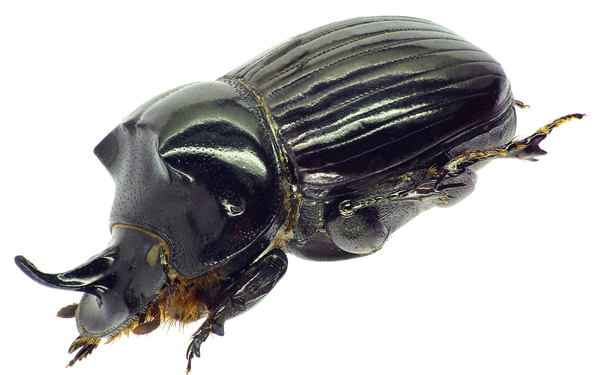 Copris moffartsi 27704cz11.jpg