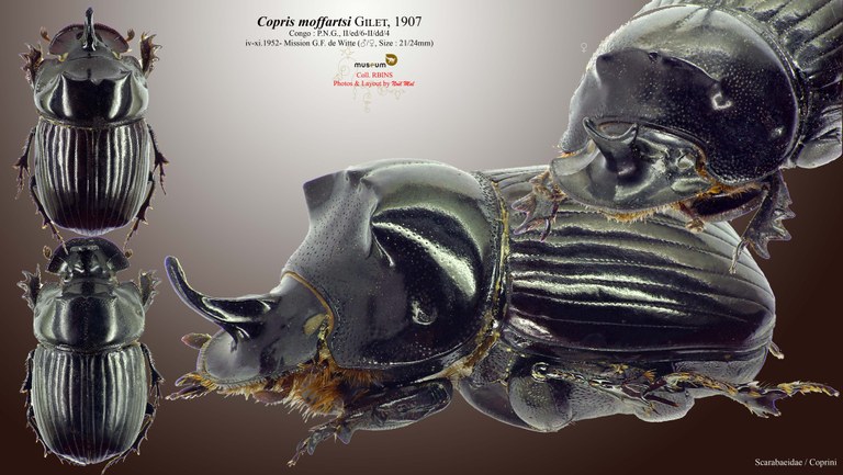Copris moffartsi.jpg Copris moffartsi.jpg