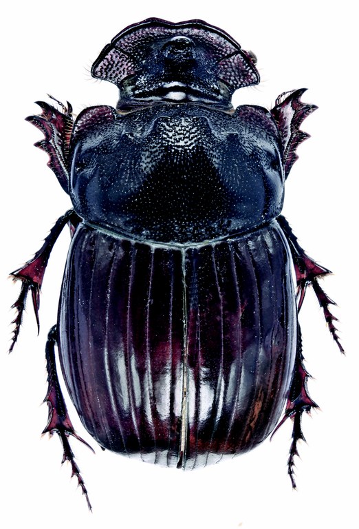 Copris phylax F D.jpg