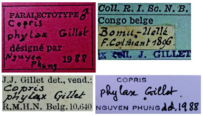 Copris phylax M Plt Labels.jpg Copris phylax M Plt Labels.jpg