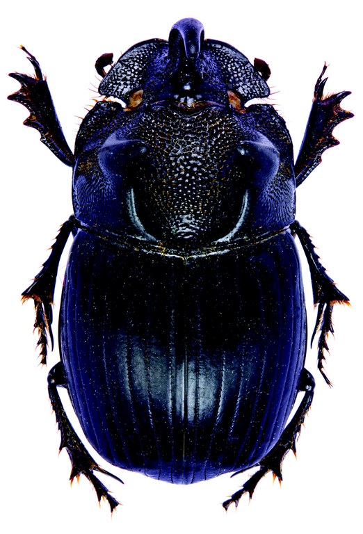 Copris phylax M Plt D.jpg Copris phylax M Plt D.jpg