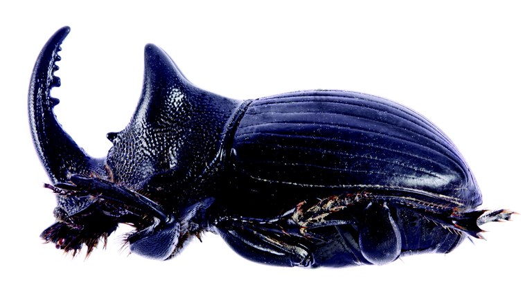 Copris phylax M Plt L.jpg Copris phylax M Plt L.jpg