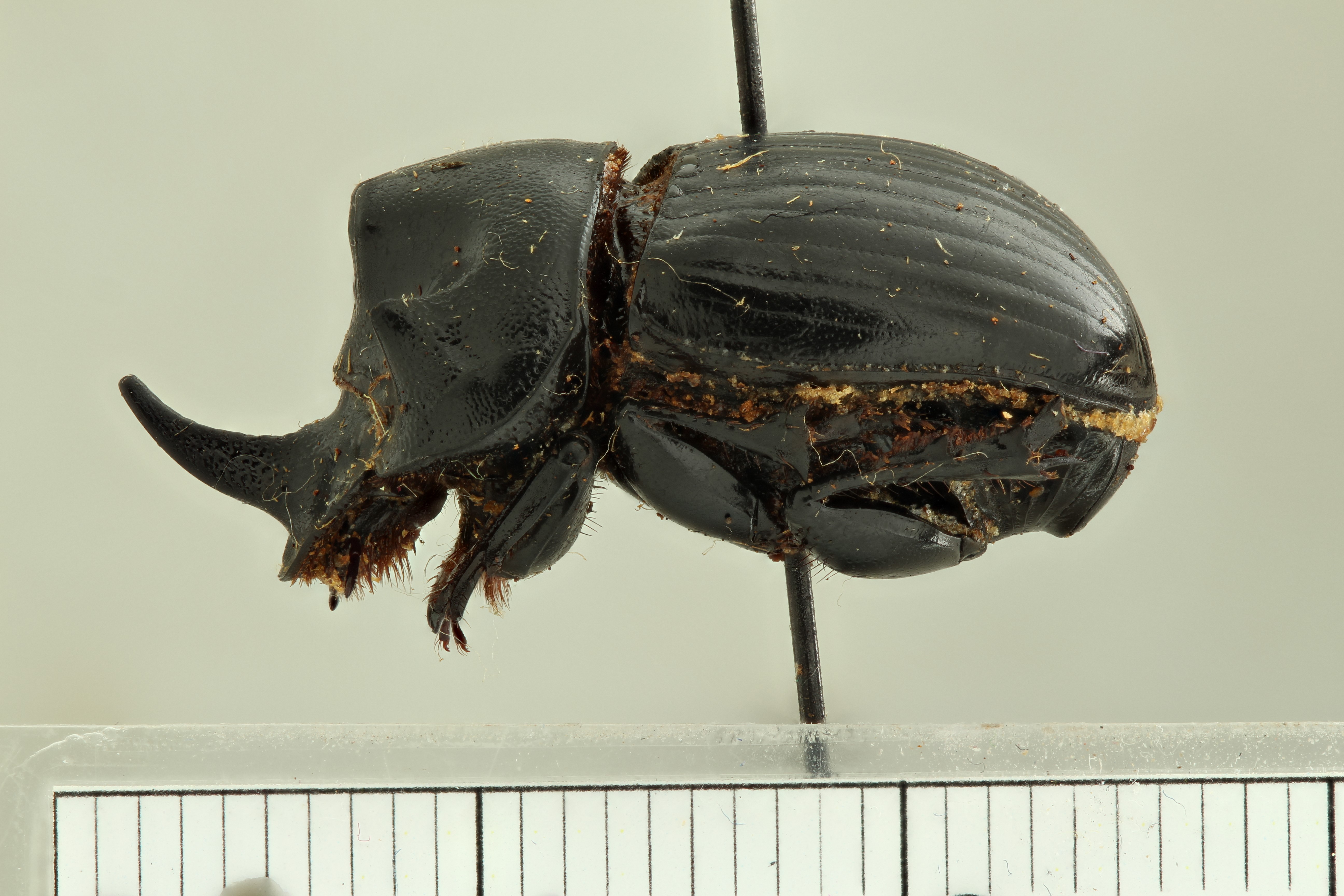 Copris (Sinocopris) pueli st L ZS PMax.jpg