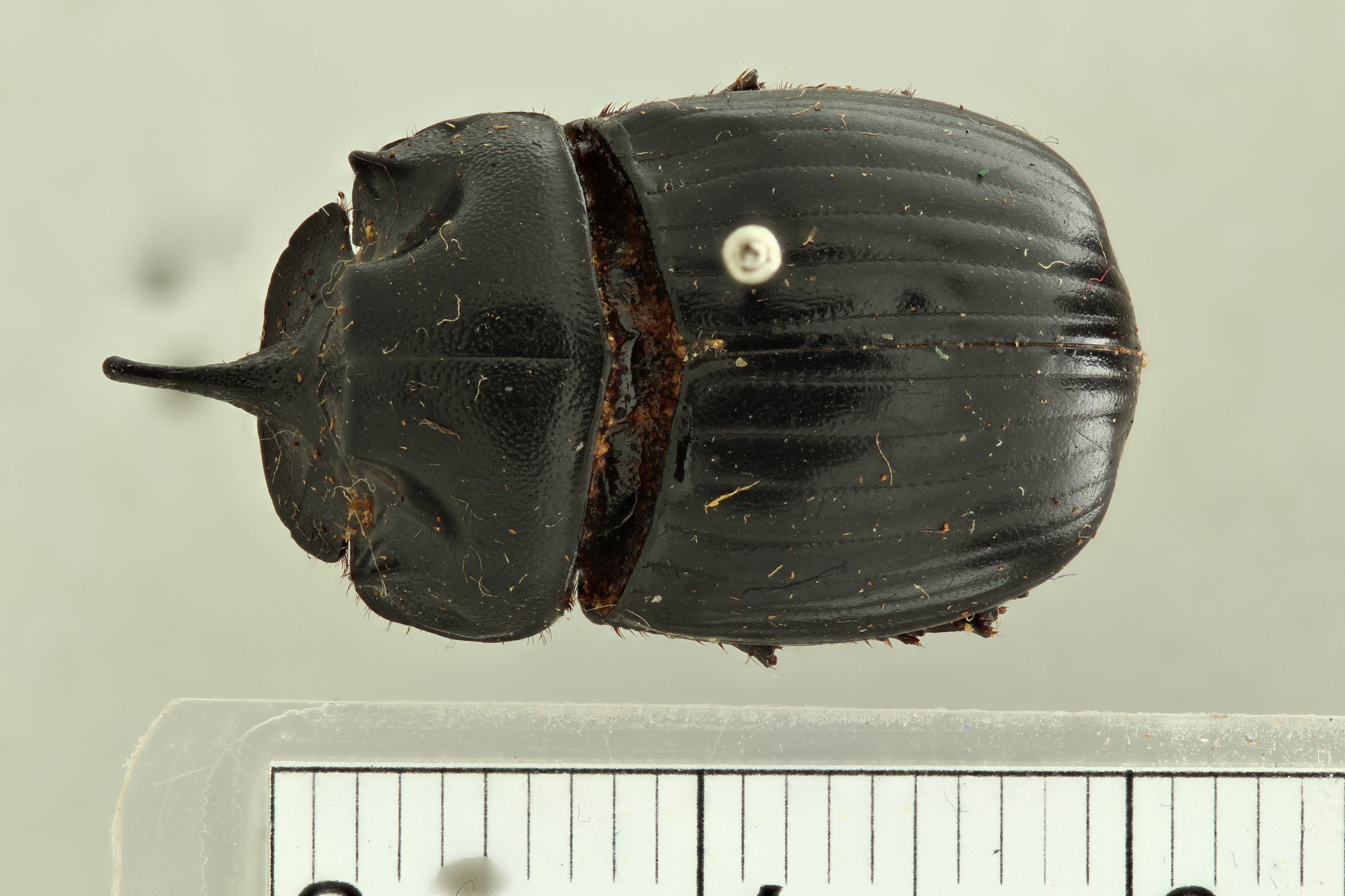 Copris (Sinocopris) pueli st D ZS PMax.jpg