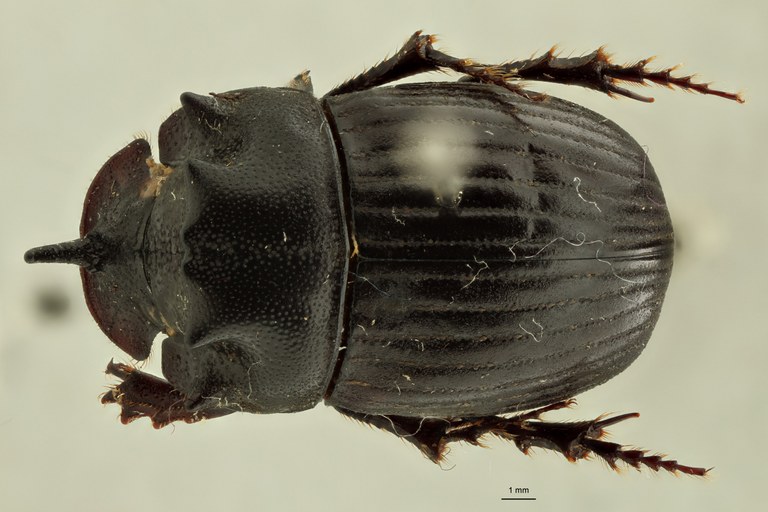 Copris tripartitus formosanus ht D ZS PMax.jpg Copris tripartitus formosanus ht D ZS PMax.jpg