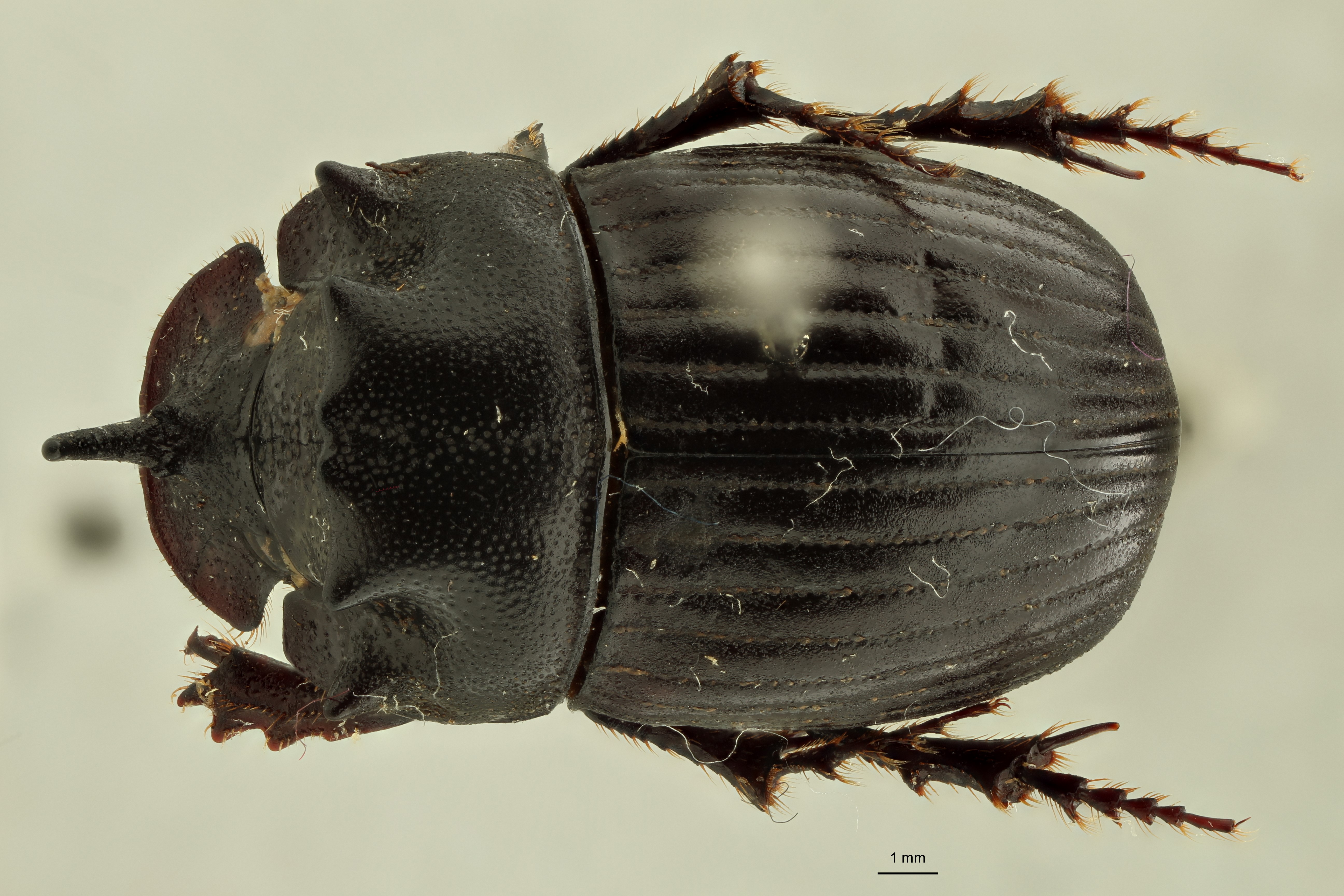 Copris tripartitus formosanus ht D ZS PMax.jpg