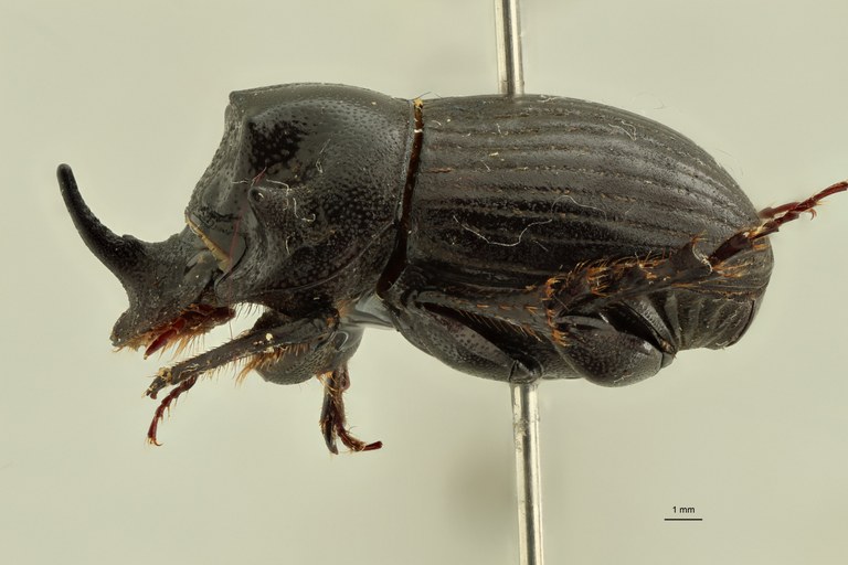 Copris tripartitus formosanus ht L ZS PMax.jpg Copris tripartitus formosanus ht L ZS PMax.jpg