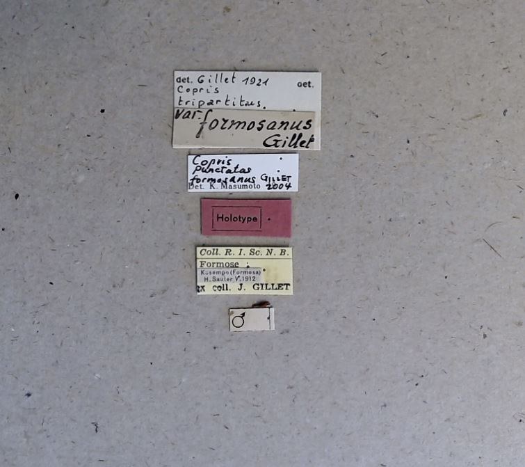 Copris tripartitus formosanus ht Labels.jpg Copris tripartitus formosanus ht Labels.jpg