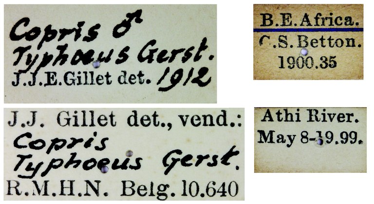 Copris typhoeus M Labels.jpg Copris typhoeus M Labels.jpg