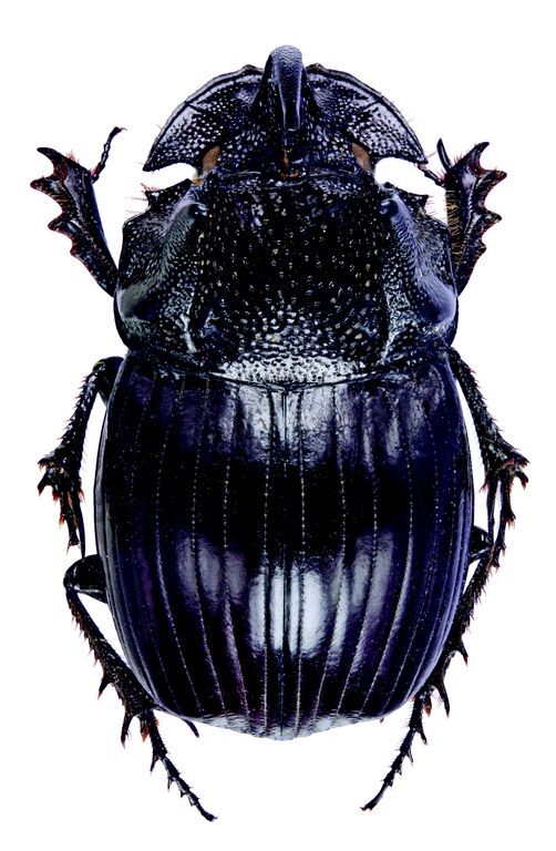 Copris typhoeus M D.jpg Copris typhoeus M D.jpg