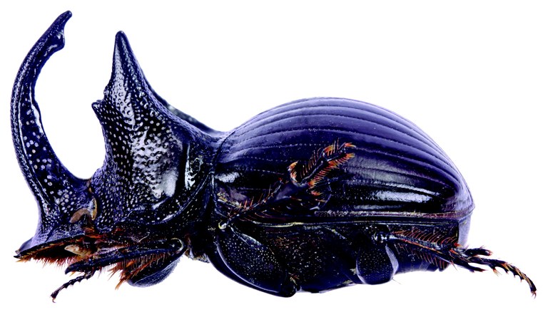 Copris typhoeus M L.jpg Copris typhoeus M L.jpg