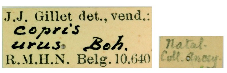Copris urus F Labels.jpg