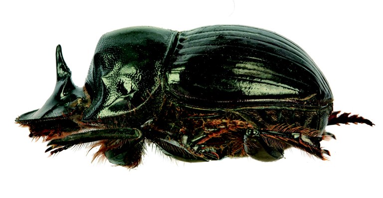 Copris urus M L.jpg Copris urus M L.jpg