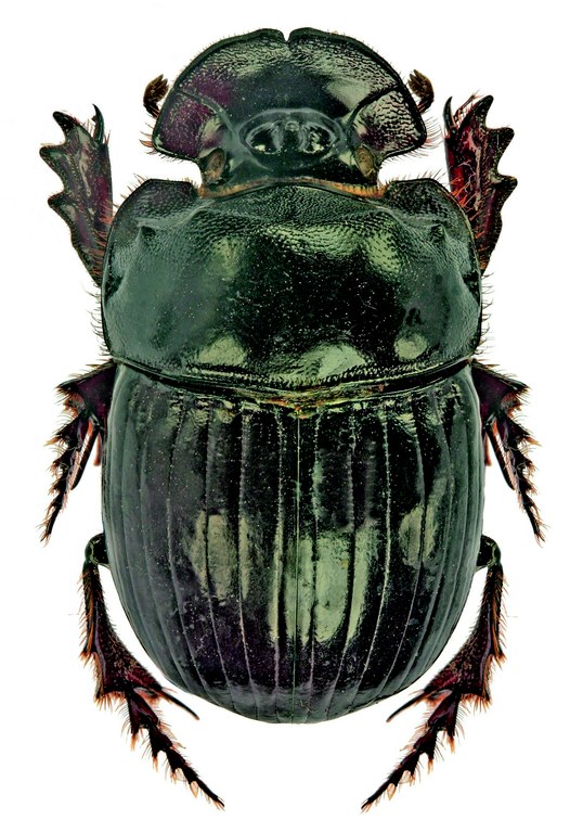 Copris urus M D.jpg Copris urus M D.jpg