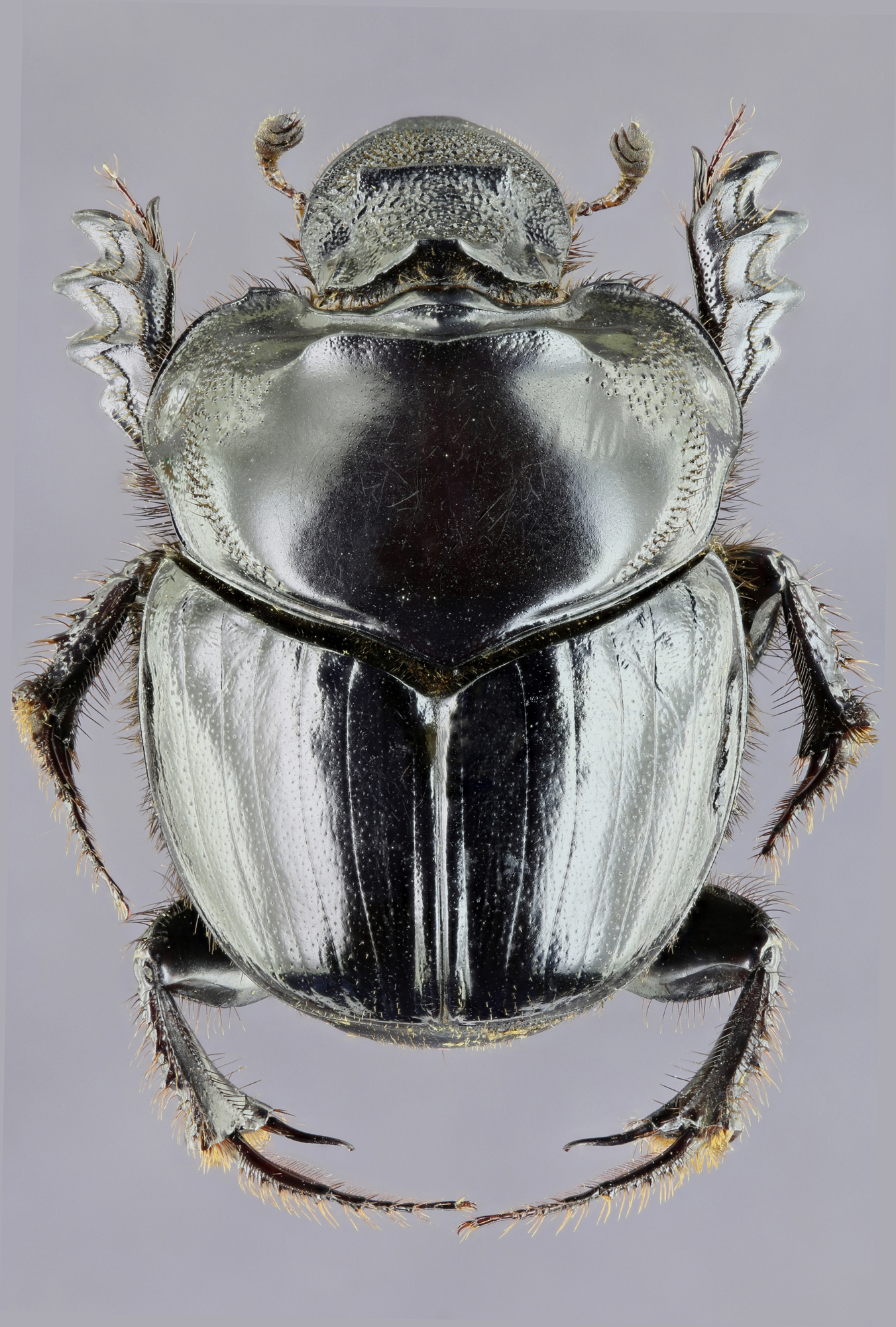 Diastellopalpus johnstoni 33476zs00.jpg