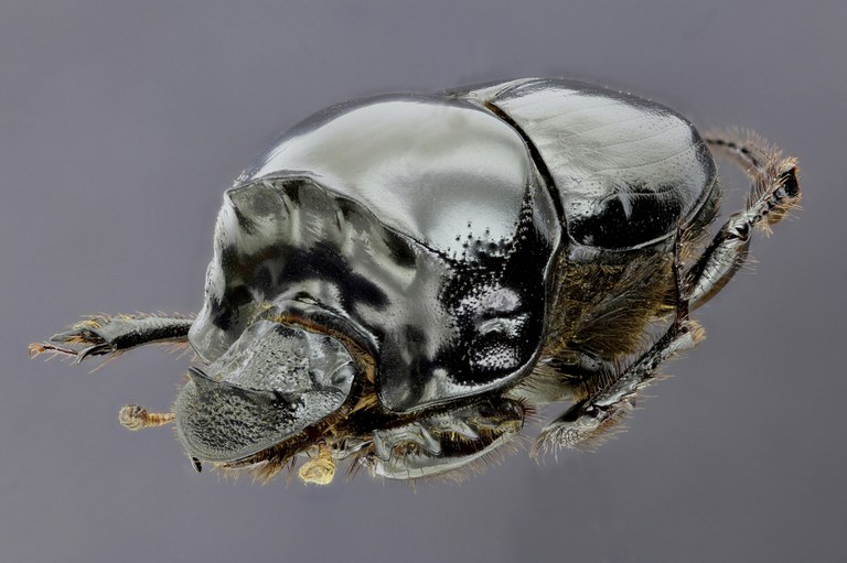 Diastellopalpus johnstoni 33374zs15.jpg Diastellopalpus johnstoni 33374zs15.jpg