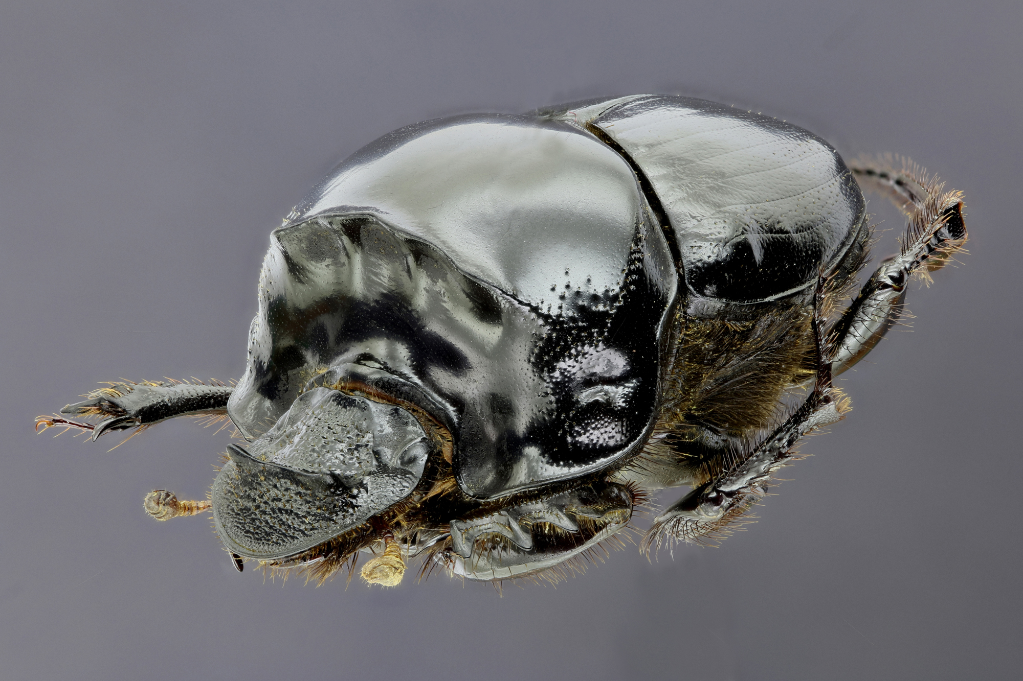 Diastellopalpus johnstoni 33374zs15.jpg