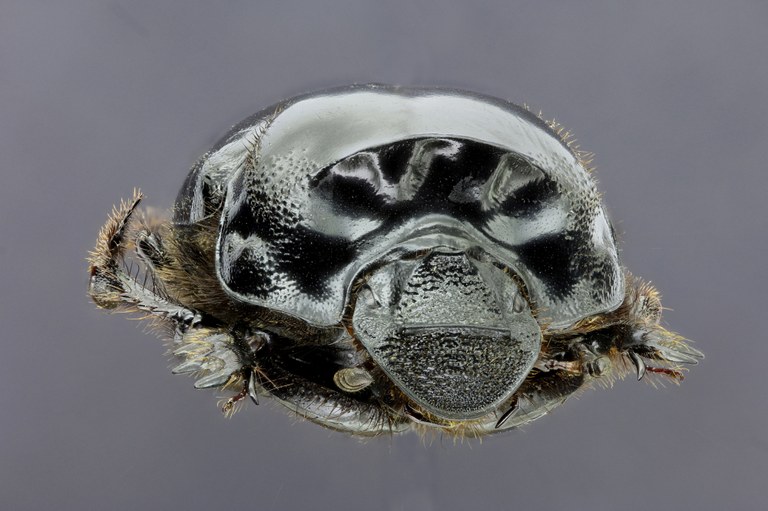 Diastellopalpus johnstoni 33415zs55.jpg Diastellopalpus johnstoni 33415zs55.jpg