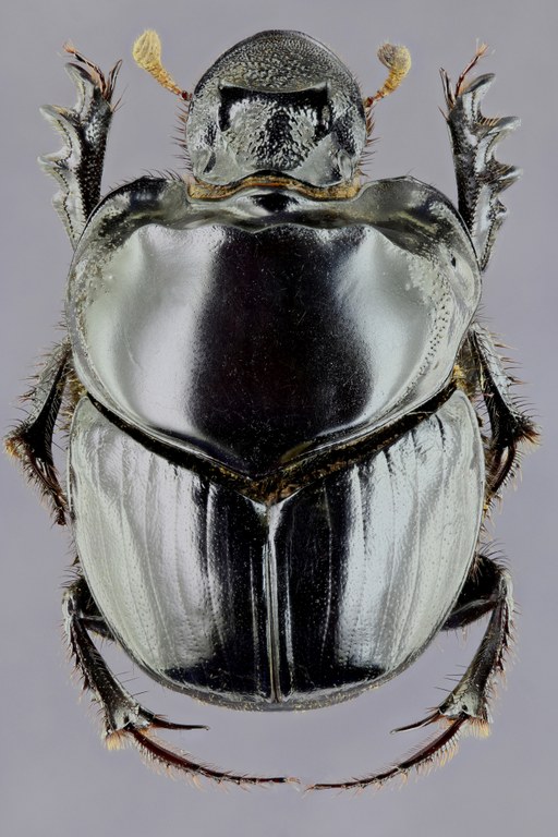 Diastellopalpus johnstoni 33456zs75.jpg Diastellopalpus johnstoni 33456zs75.jpg