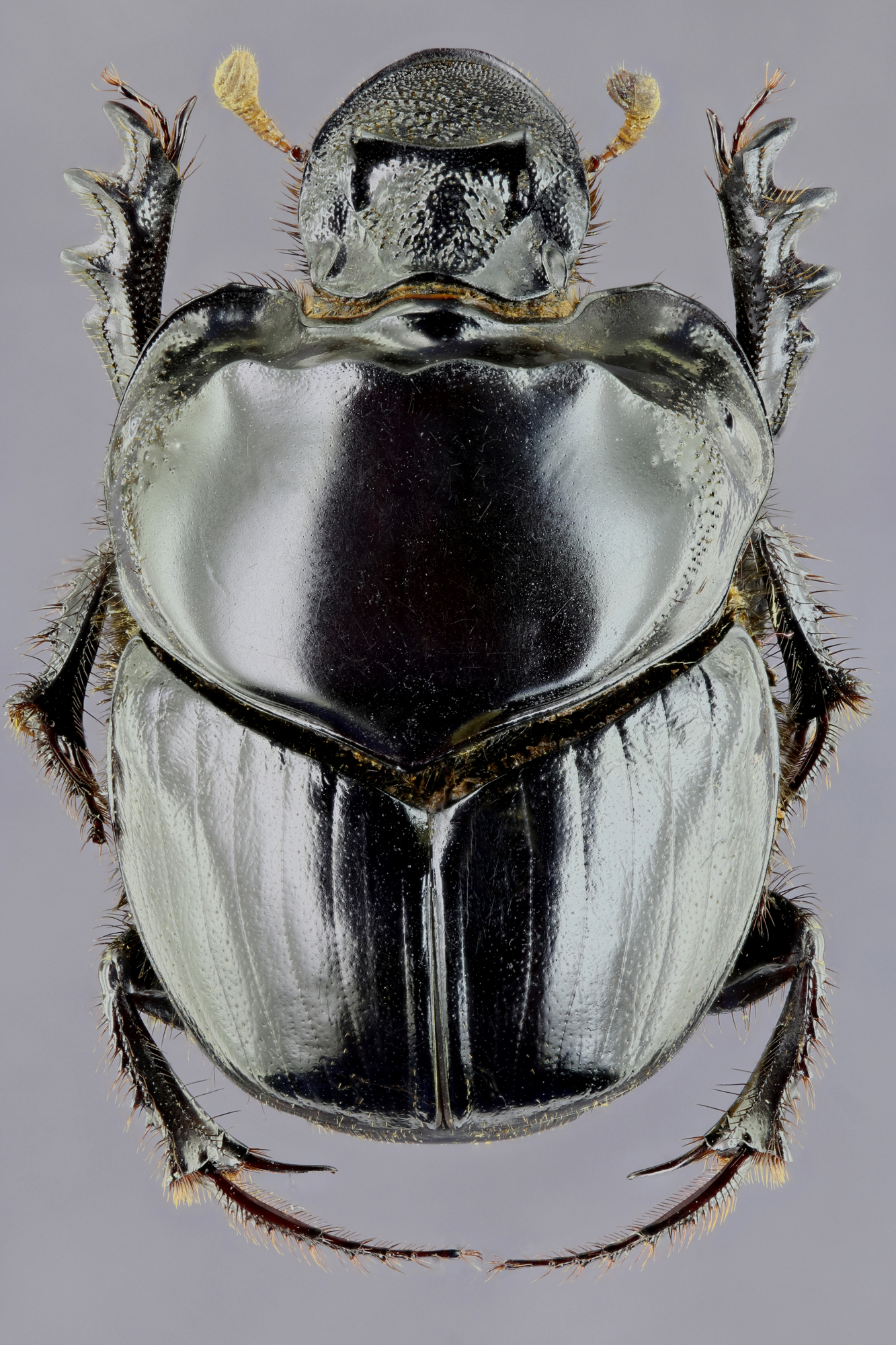 Diastellopalpus johnstoni 33456zs75.jpg
