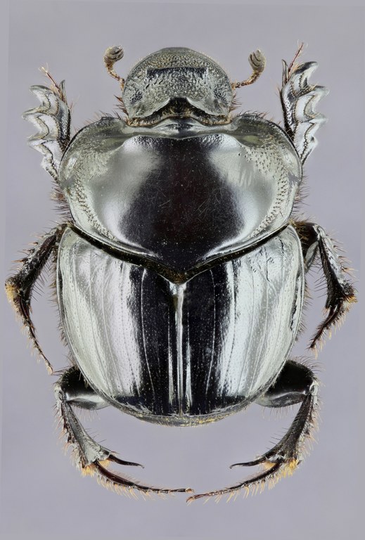 Diastellopalpus johnstoni 33476zs00.jpg Diastellopalpus johnstoni 33476zs00.jpg
