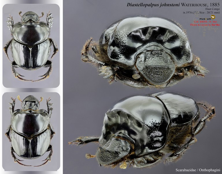 Diastellopalpus johnstoni.jpg Diastellopalpus johnstoni.jpg
