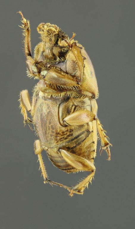 Euoniticellus fulvus 63230zs59.JPG