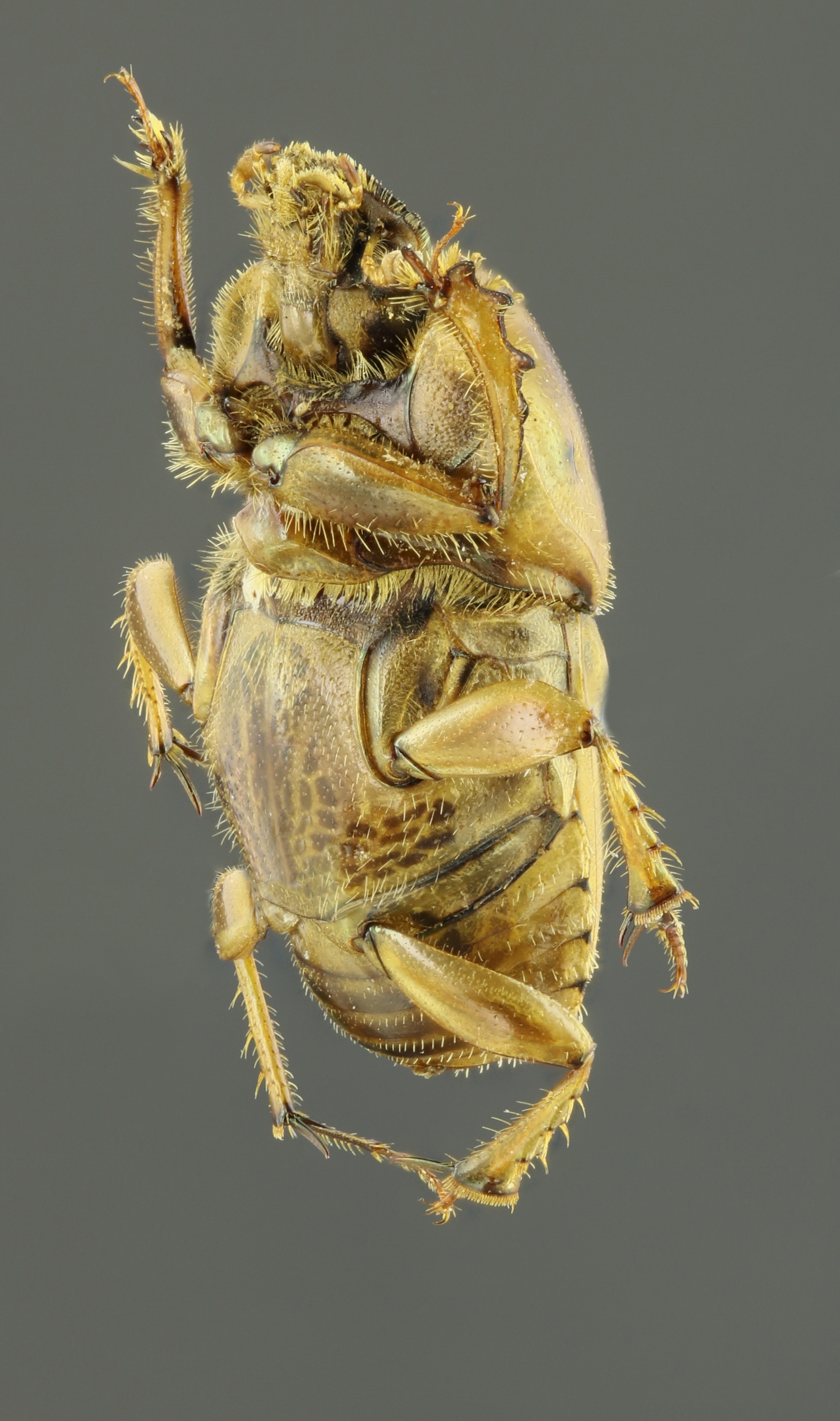 Euoniticellus fulvus 63230zs59.JPG