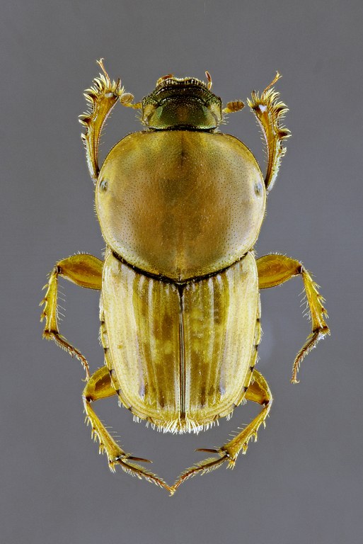 Euoniticellus fulvus M 63211zs29.jpg