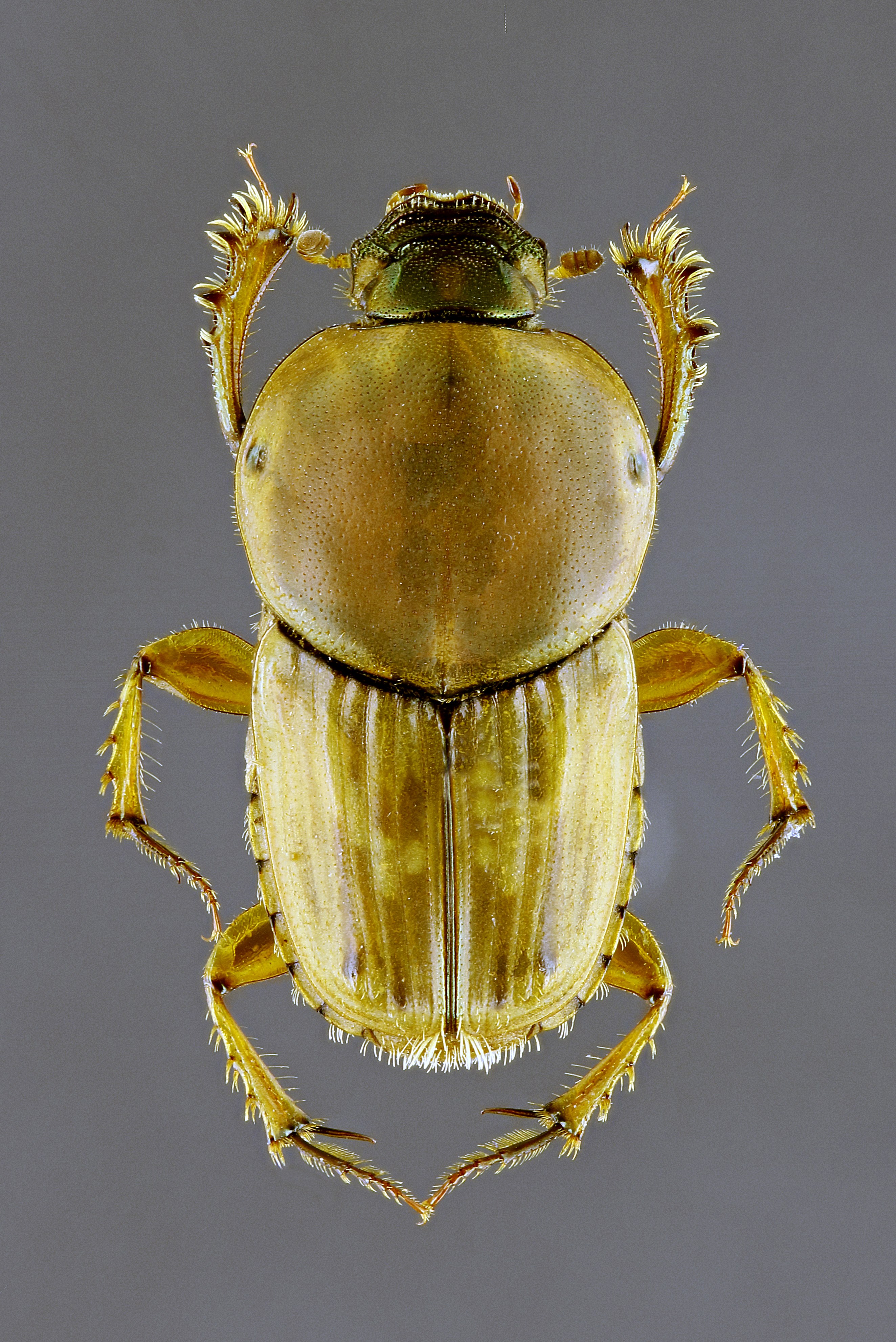 Euoniticellus fulvus M 63211zs29.jpg