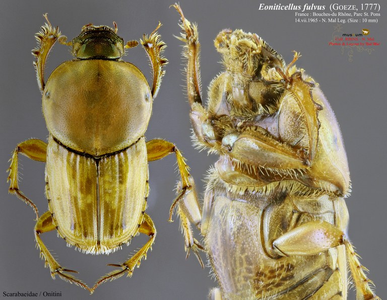 Euoniticellus fulvus PL.jpg