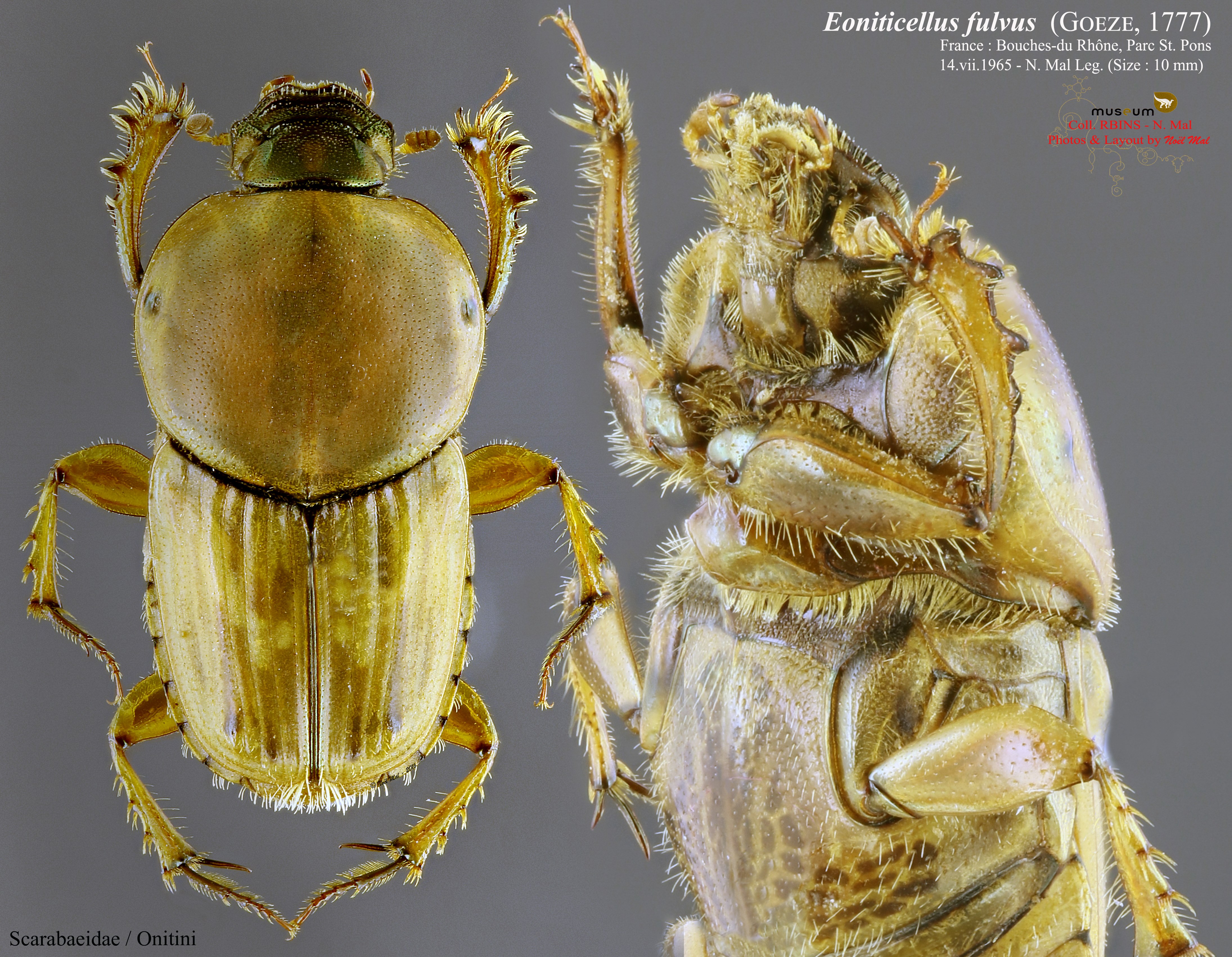 Euoniticellus fulvus PL.jpg