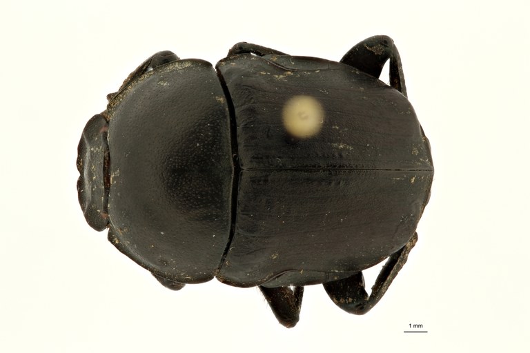 Gymnopleurus (Paragymnopleurus) matabelensis et F D ZS PMax Scaled.jpeg Gymnopleurus (Paragymnopleurus) matabelensis et F D ZS PMax Scaled.jpeg