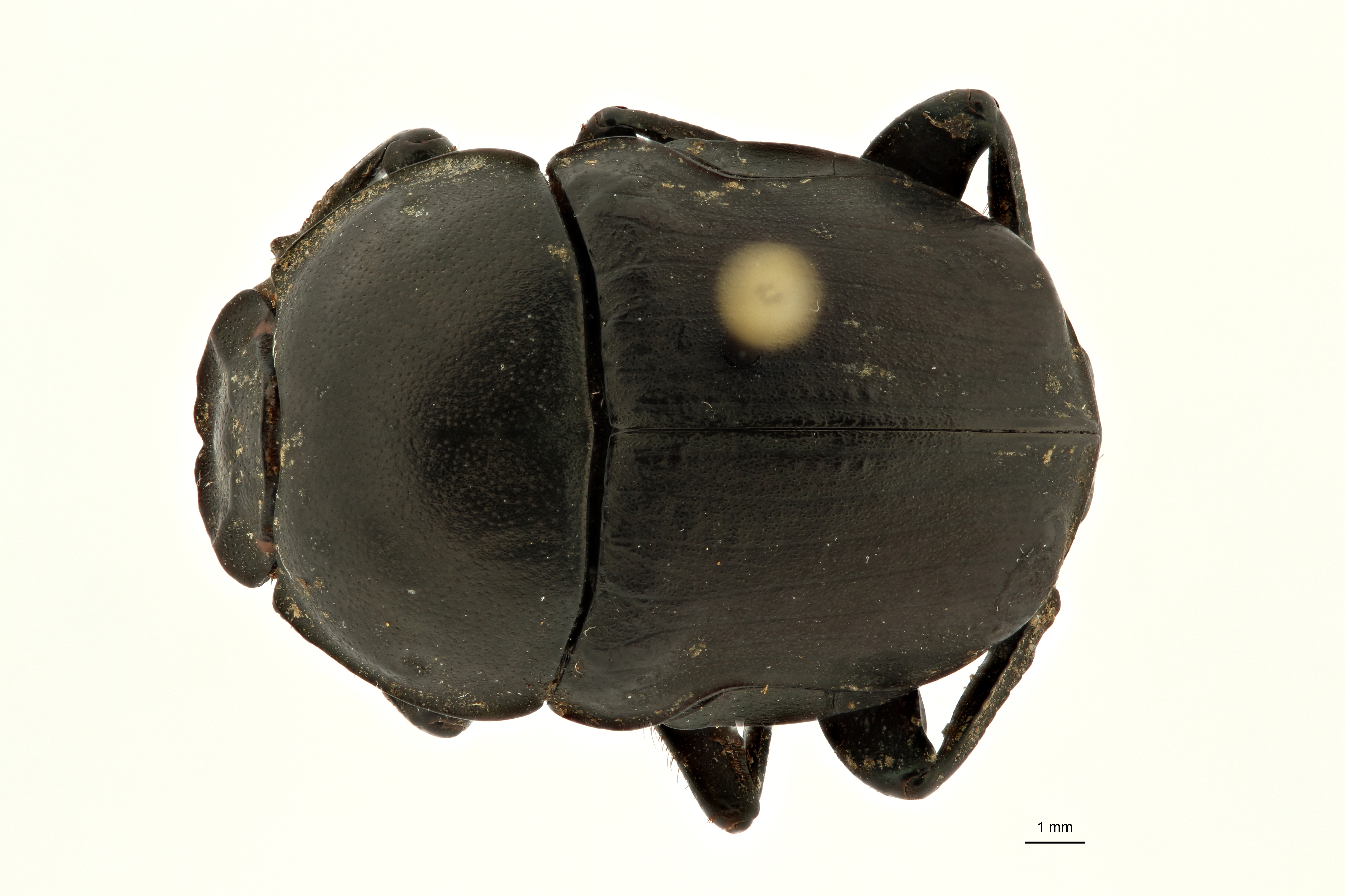 Gymnopleurus (Paragymnopleurus) matabelensis et F D ZS PMax Scaled.jpeg
