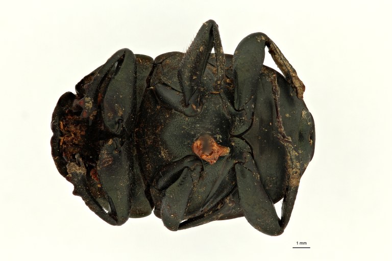 Gymnopleurus (Paragymnopleurus) matabelensis et F V ZS PMax Scaled.jpeg Gymnopleurus (Paragymnopleurus) matabelensis et F V ZS PMax Scaled.jpeg